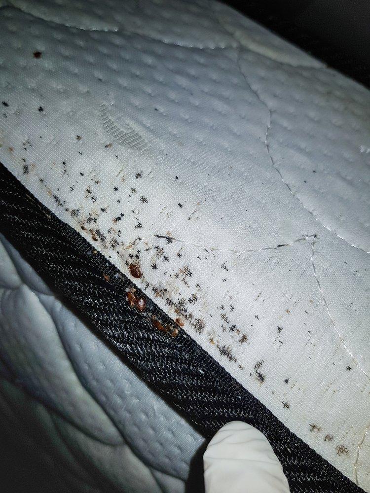 Ovos, mudas e dejetos de percevejos na costura do colchão